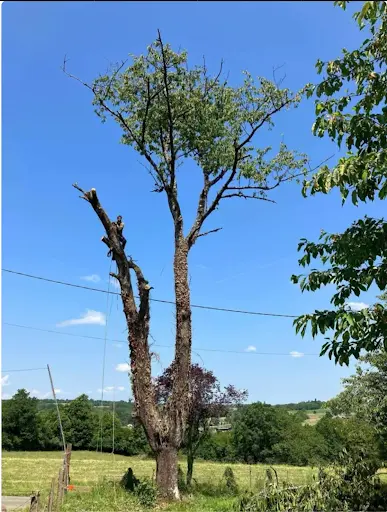 Tête de Bois Élagage