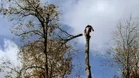 Drochon Cédric Élagage