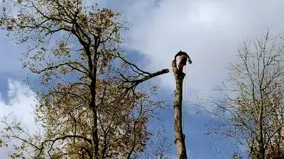 Drochon Cédric Élagage