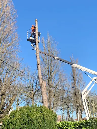 Zimmer Espaces Verts - Élagueur Paysagiste | Taille Abattage d'Arbres Déssouchage