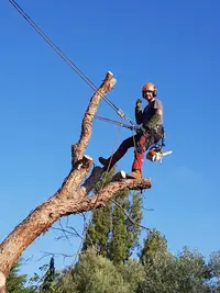 l'Arbre d'Aqui