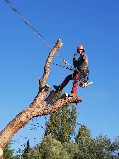 l'Arbre d'Aqui