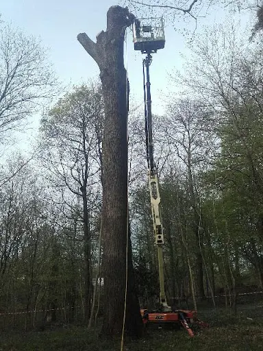 l'Ecureuil Arboriste