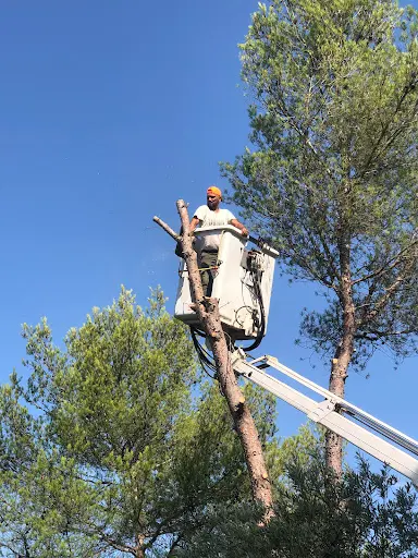 Entreprise Élagage Abattage Paysagiste Pertuis