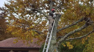 Srb Espaces Verts - Elagage, Entretien et Paysagiste en Gironde