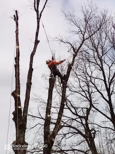 l'Auré des Bois