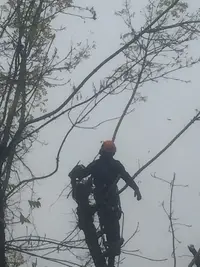 Entreprise Dezitter Mario Service D’élagage/abattage