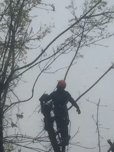 Entreprise Dezitter Mario Service D’élagage/abattage