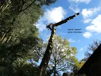Arbre Experts