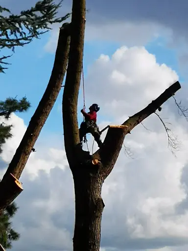 Arbre Design