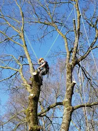 Hauteur et Cimes