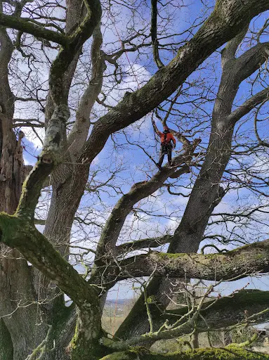 Vital Arbres – Élagage et Abattage À Rennes en Ille-et-vilaine (35)