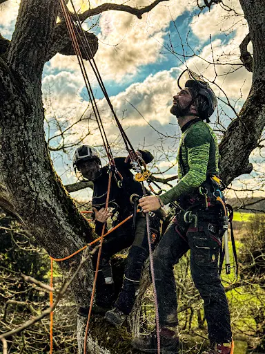L’arbre D’or Élagage - Arboriste Grimpeur Pleurtuit