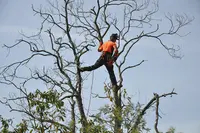 Kornog Élagage et Désinsectisation Guêpes, Frelons, Chenilles