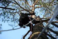 Auprès de Ton Arbre