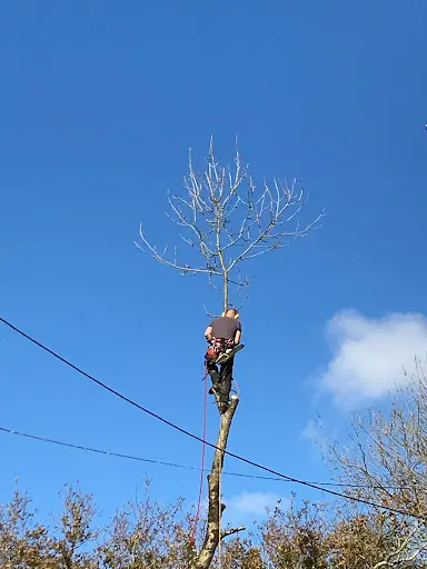 Altena Arboriste