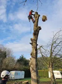 Sarl Élagueur d'Armor