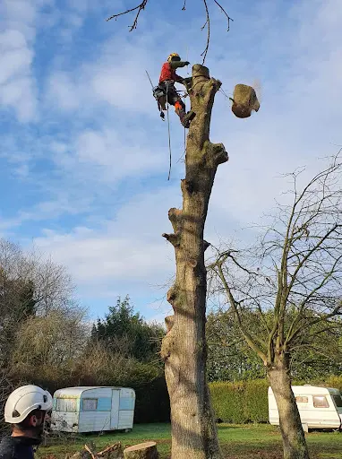 Sarl Élagueur d'Armor