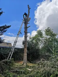 Dl Service Élagueur Élagage Abattage d'Arbres