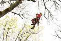 D.h.n Vert en Côte d'Or: Élagage, Abattage et Entretien de Jardin 21