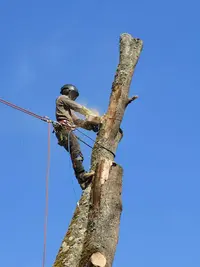 La Scie Verte