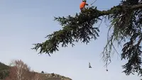 Accrobois