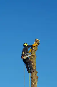 Au Tronc Vert - Elagage - Abattage D’arbre - Espace Vert - Taille de Haie - Debrousaillage