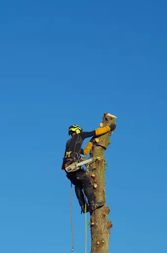 Au Tronc Vert - Elagage - Abattage D’arbre - Espace Vert - Taille de Haie - Debrousaillage