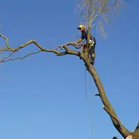 Elagueur 34 - Elagage d'Arbre Toutes Hauteurs - Taille de Haies 34 - Paysagiste 34 Pro - Jardinier 34
