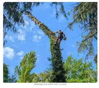 Arboreal Sud Ouest Elagage Lintz Geoffrey Arboriste Grimpeur