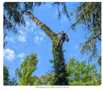 Arboreal Sud Ouest Elagage Lintz Geoffrey Arboriste Grimpeur