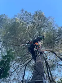 Alban des Bois