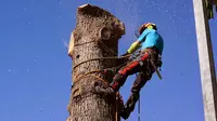 l'Arboriste du Paysage
