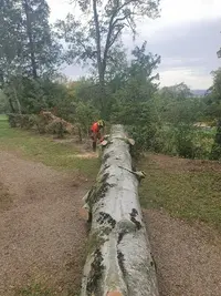 Rouvière Elagage