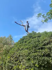 D’arbre en Arbre