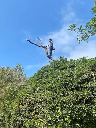 D’arbre en Arbre