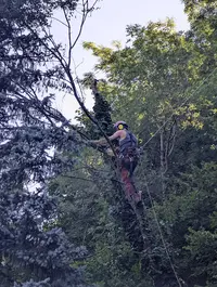 Ewok Élagage