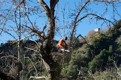 Élagage / Arboriste Grimpeur / R.bonnel