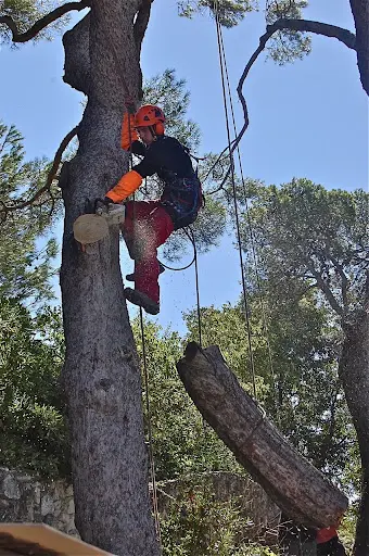 Protec-arbres