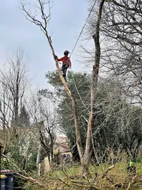 Lenoir Élagage / Arboriste Grimpeur / Parcs et Jardins Tarn -haute Garonne