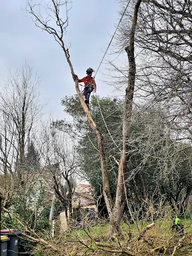 Lenoir Élagage / Arboriste Grimpeur / Parcs et Jardins Tarn -haute Garonne