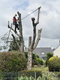 Kerne Élagage