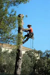 Landauer Élagagueur Quimperlé