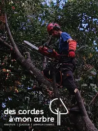 Des Cordes À Mon Arbre