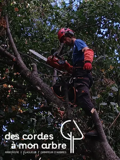 Des Cordes À Mon Arbre
