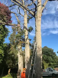 Élagage Pierre Rambouillet