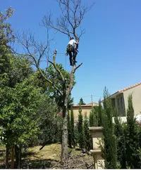 Mr Steven Élagueur de l'Extrême