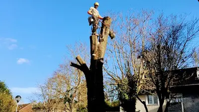 Arbre Royal Elagage 94