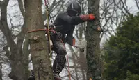 Arbowil