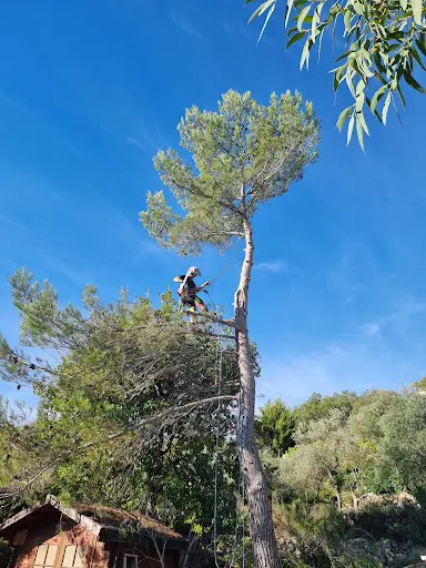 Naturalia Elagage